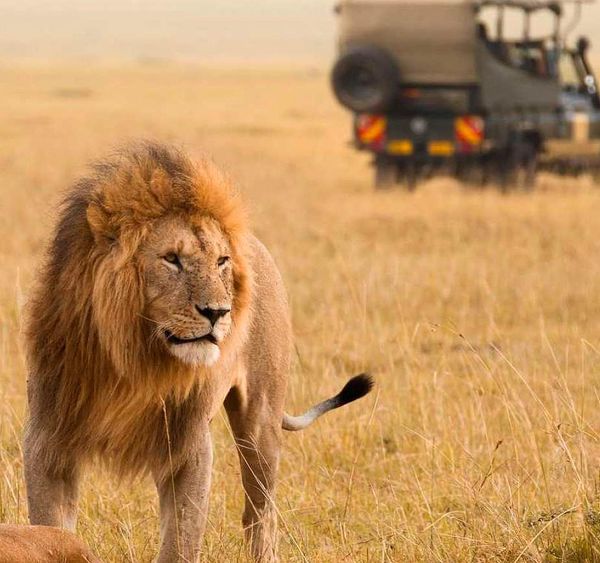 ngorongoro crater day trip: everything you need to know